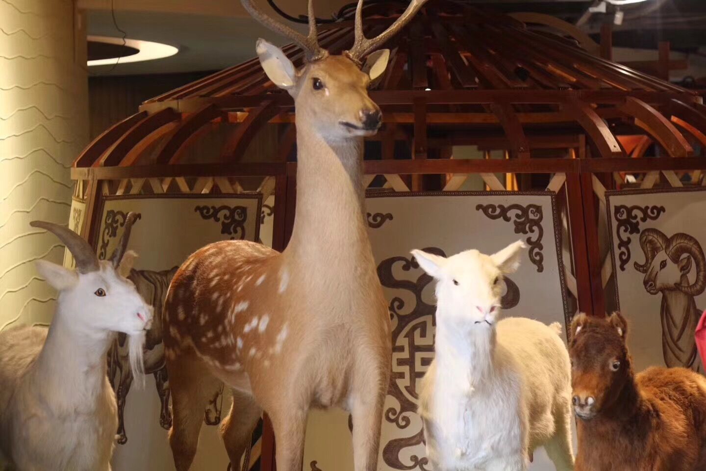 内蒙古烤全羊盛宴,蒙古最地道的烤全羊