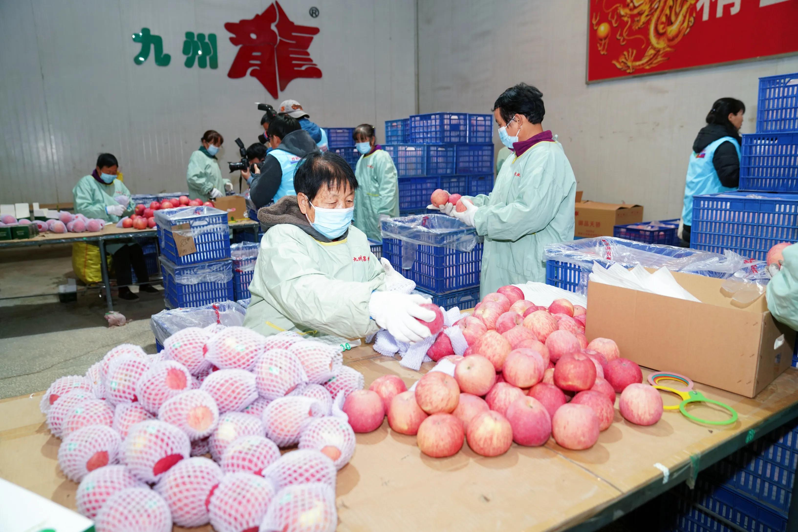 一品苹果·唯美印台,陕西果业产区行走进铜川印台区苹果优生区