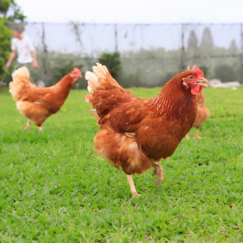 霉菌毒素对鸡的危害有多大,霉菌毒素中毒怎么治