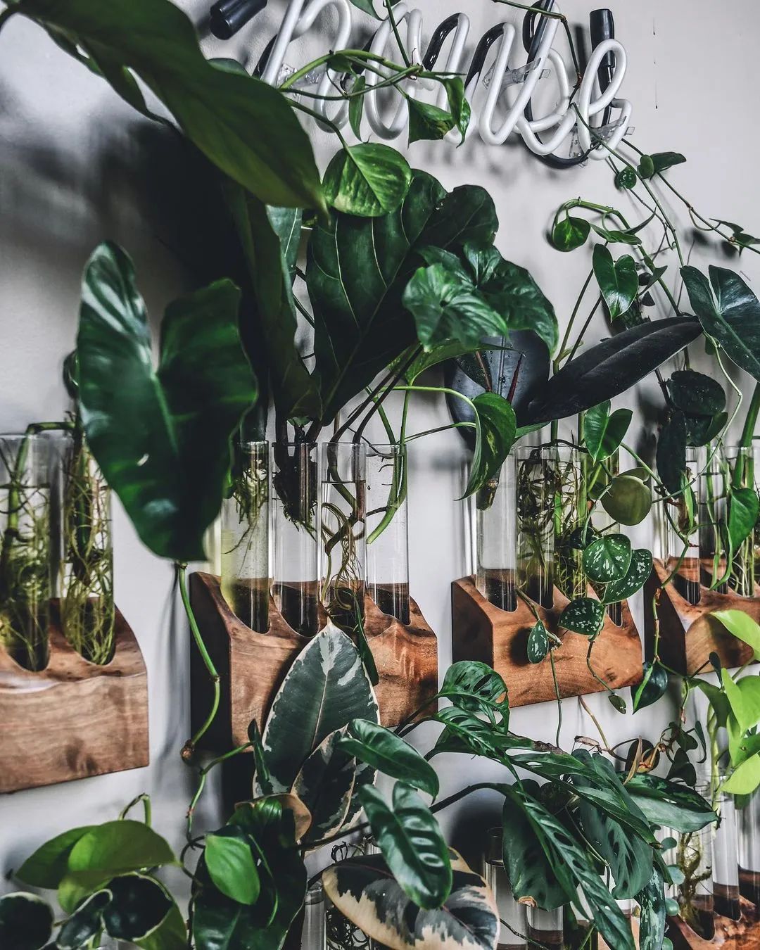 金盆洗手吧，植物杀手们