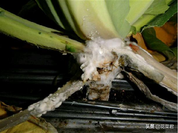 花菜菌核病症状,花菜菌核病特效药