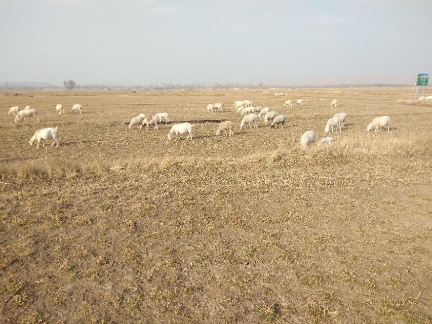 未来十年养羊的前景,养羊未来5年前景