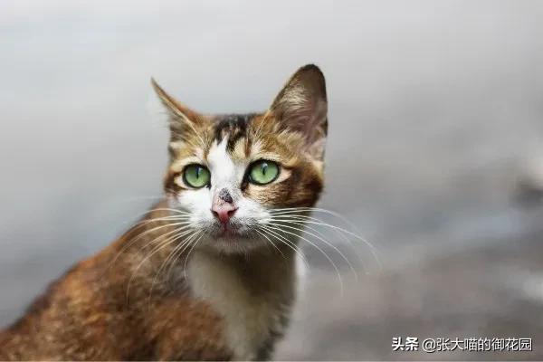 如果你遇到一只流浪猫你会怎么做,如果你遇到流浪猫你该怎么办