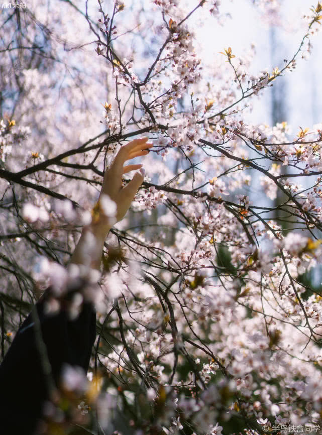 港风美人的在樱花树下的邂逅,感受春天情绪的蔓延