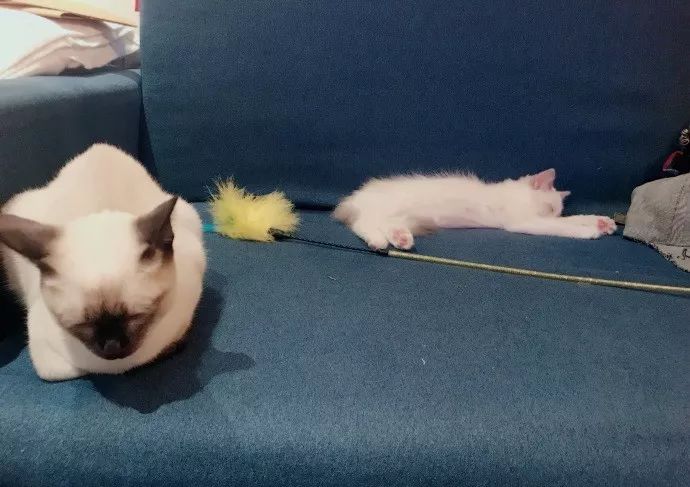 盘点那些甜甜的猫狗cp,猫狗cp高甜