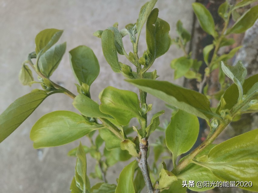 常用常考成语大盘点,常用成语词语来理解专项训练