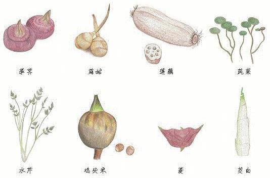 探索荸荠︱以及西关“泮塘五秀”是什么、何为江南“水八仙”？