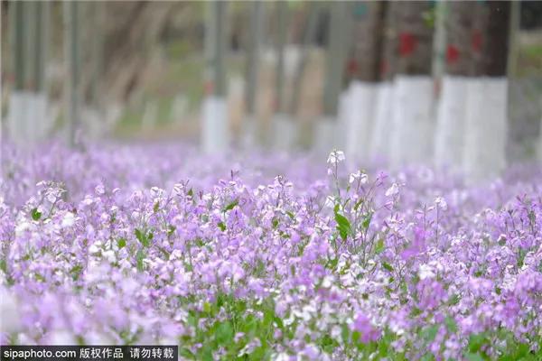 紫色花海哪里最好玩,紫色的花海景点