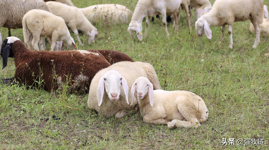 母羊流产的症状及表现,怀孕母羊流产征兆怎么处理