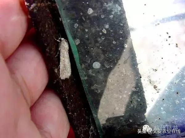 西瓜病虫害防治方法,盆栽西瓜怎么预防虫害