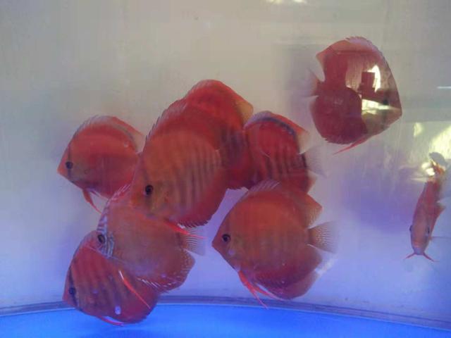 一个一米二的鱼缸需要多少滤材,1米8底滤鱼缸日常打理