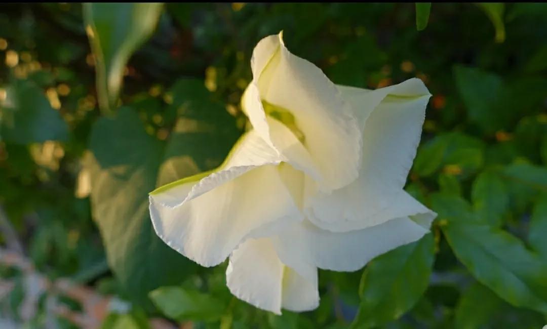 奇葩造型花:头上长草,心中有鬼,白月光。白天不开你非要晚上开