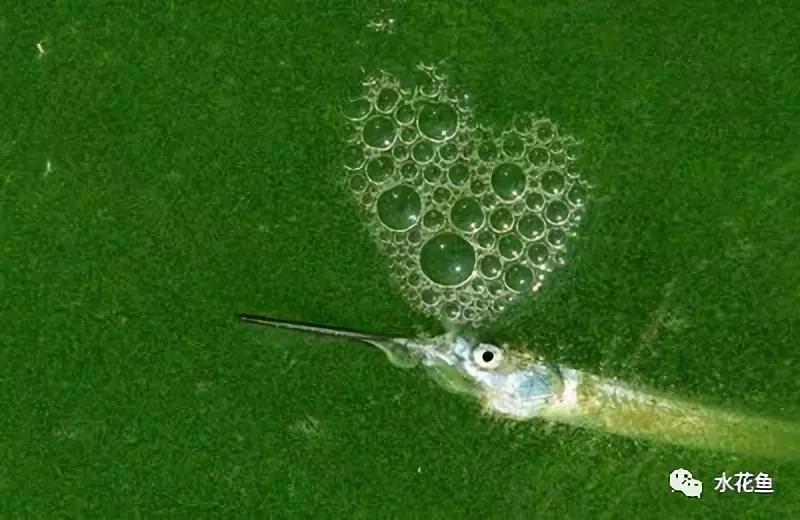 蓝藻爆发的正确处理方法,蓝藻爆发的原因及危害该如何处理