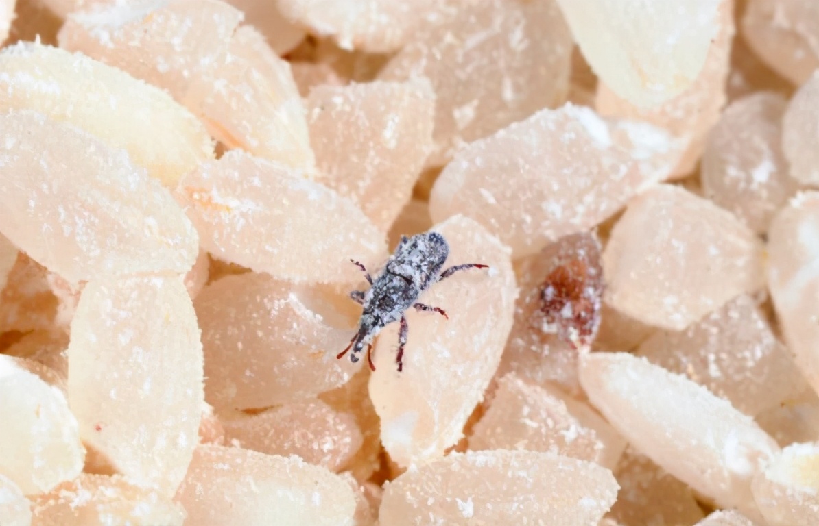 怎么消灭麦牛,对付麦牛的最佳方法