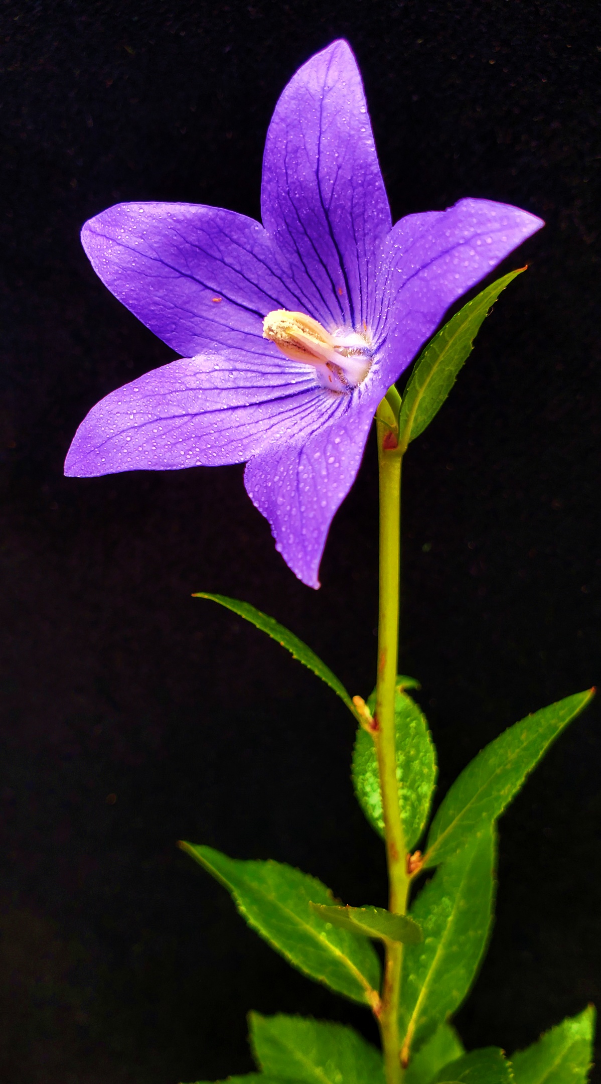 金行博览：宣肺，祛痰，平喘-桔梗