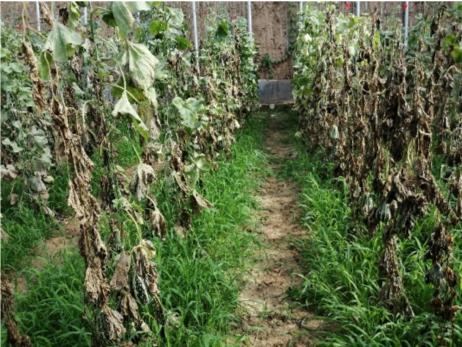 甜瓜抗重茬土壤改良剂,甜瓜枯萎病土霉素