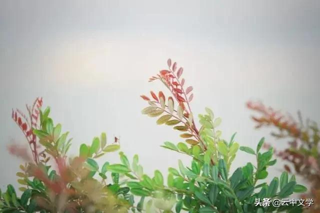 收藏100首夏日诗词带你清凉一夏,100首夏日诗词助你清凉一夏