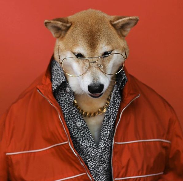 帅到各种时尚大牌求合作，它居然是条狗……你们信吗？