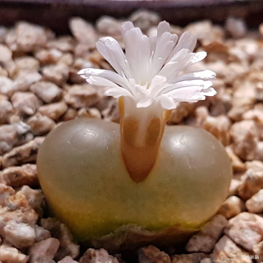 韩国大棚多肉,肉叔带你走遍韩国多肉大棚