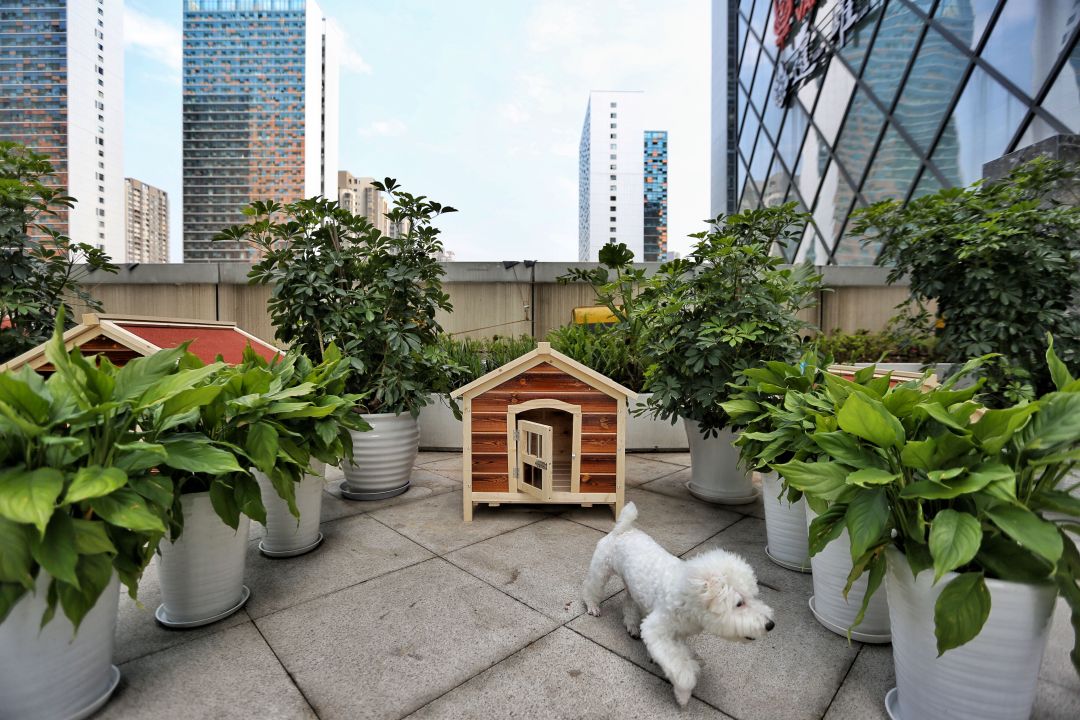 任性的重庆渝融豪生：坐落三轨之上，便捷扫街购物，允许携带宠物