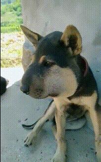 狗吃了柚子会怎样,狗吃柚子吐了