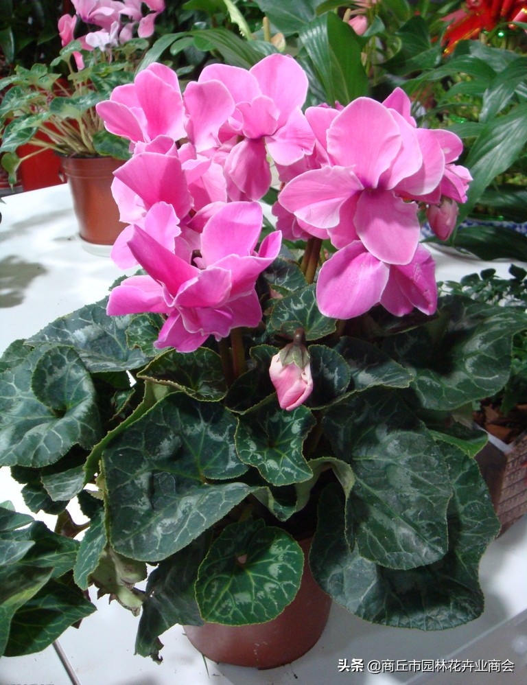 仙客来烂根的处理视频,仙客来种球烂根后怎么重新栽种