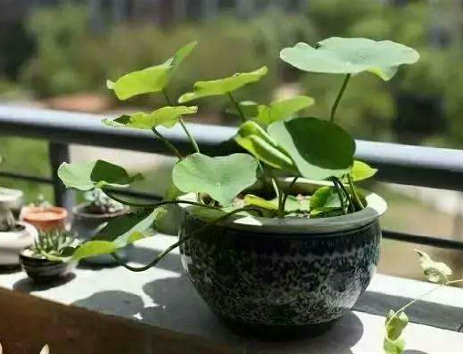 碗莲长势不佳,不开花,栽种时要注意这些细节