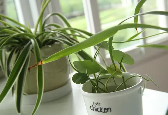 如何改善家里空气质量,家里空气不好怎么办小妙招