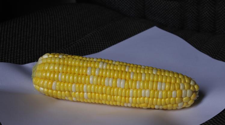 高产高质量优质玉米种都在这里,23年排名前十抗病高产玉米种