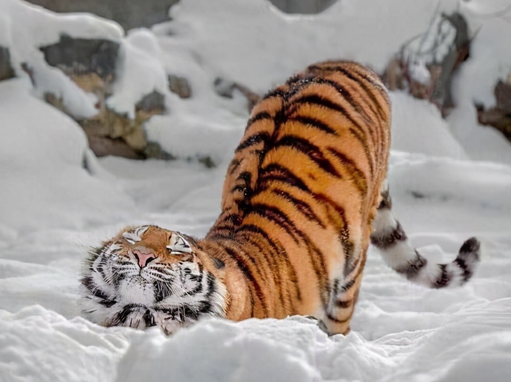 蛇狮子和巨蜥哪种动物抗饿性最强,为什么狮子老虎都害怕蛇