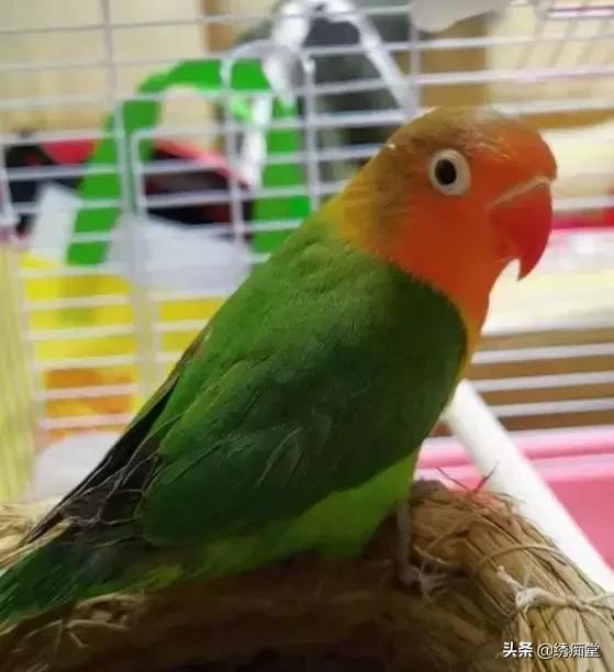 鹦鹉挑食的处理方法有哪些,鹦鹉吃饭一般要吃多少小米
