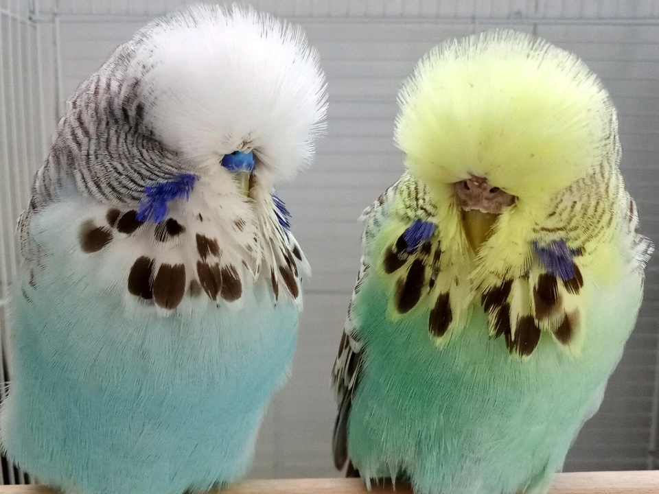 虎皮鹦鹉罕见品种,常见大头虎皮鹦鹉