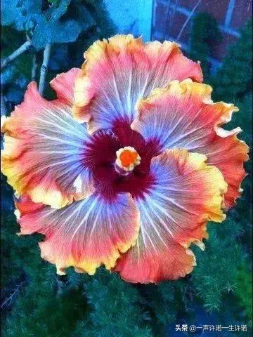 从未见到的怪花,从没见过的奇花