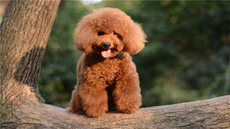 了解这几个知识，你会跟泰迪相处得更愉快