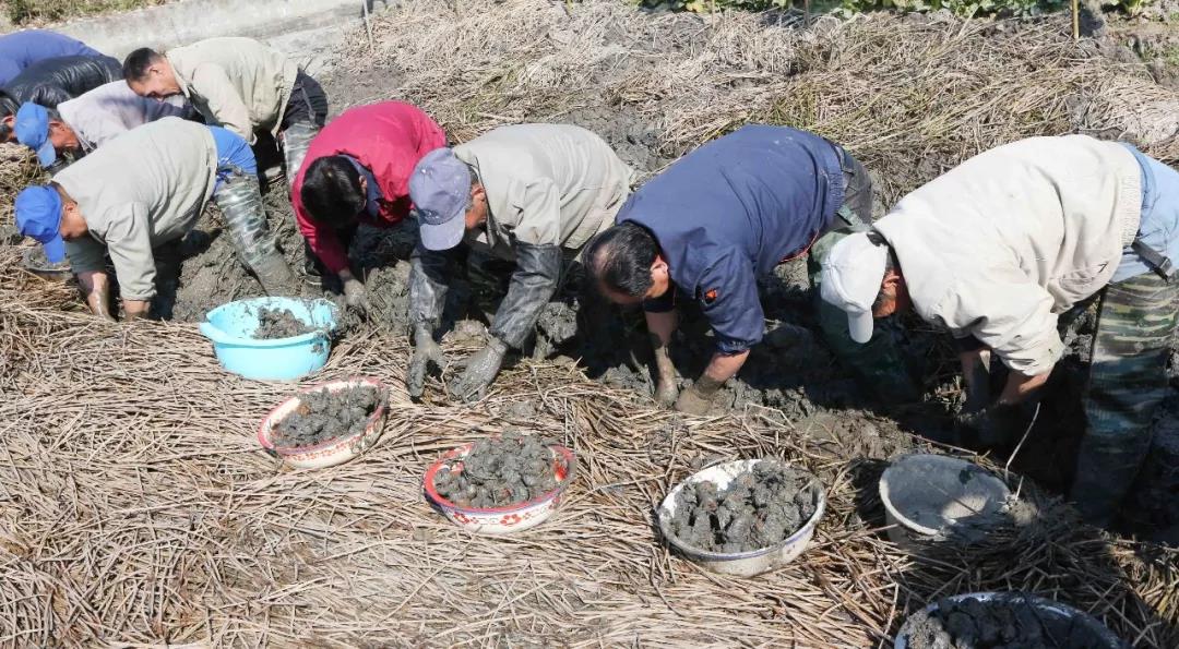 大杭州有种蔬菜只有冬天有，生吃是水果做菜一级棒，你猜是啥？荸荠甜，要过年，你家年货“备齐”没？