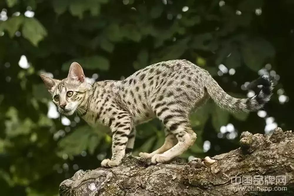 只求最贵是哪部电影台词,只求最贵不求最好视频