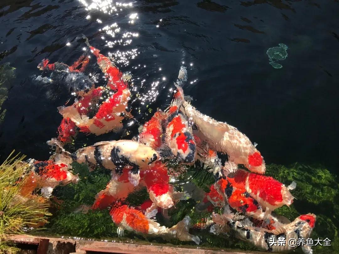 锦鲤喂多了会出现什么情况,锦鲤不养了怎么处理掉