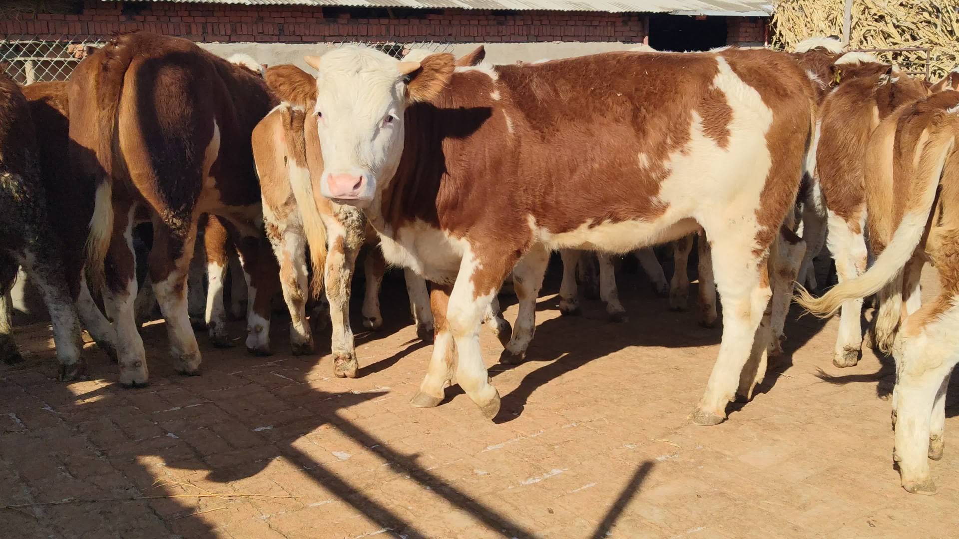 养牛风险大吗赚钱吗,养牛风险高吗