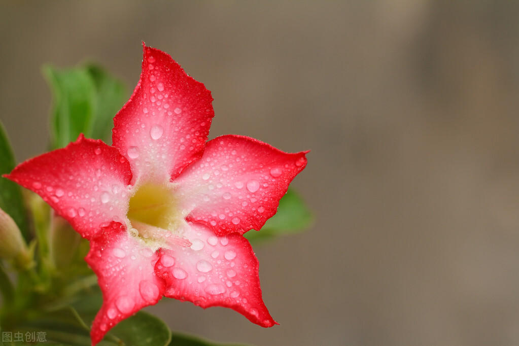 养什么植物晒不死又不怕冻,北方冬天适合养的花草耐寒耐冻