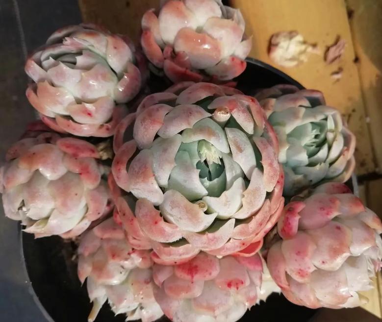 多肉养出状态来有多美?这102种多肉控养上色之后美呆了