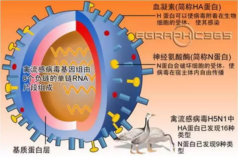 禽流感怎么防治和治疗,养鸡得禽流感怎么预防