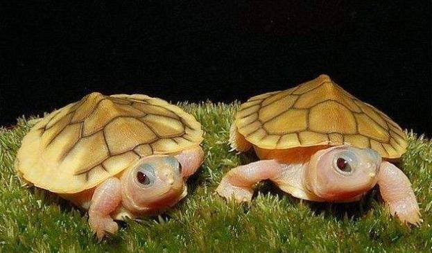 巴西龟到底要怎么养才能快点长大,大巴西龟能不能和小巴西龟一起养