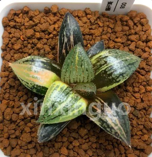 郭氏---台湾行之李瑞斌大棚及布楚礼多肉植物园游记