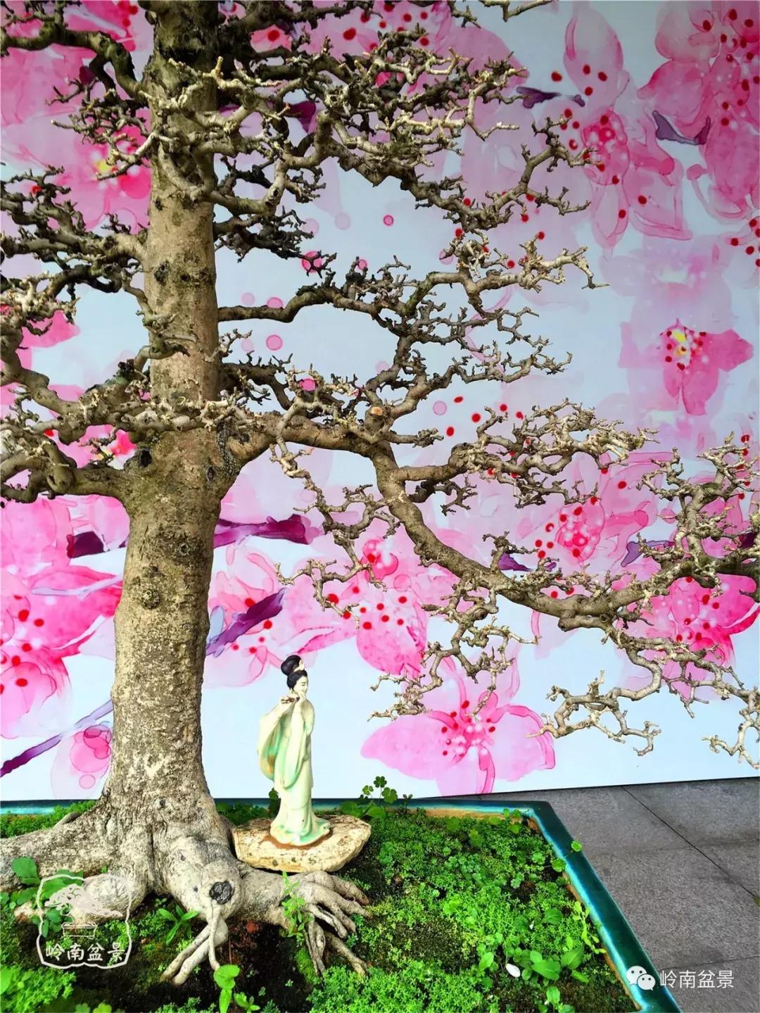 造型极美的盆景一起来欣赏,一组风吹出来的盆景欣赏动感十足