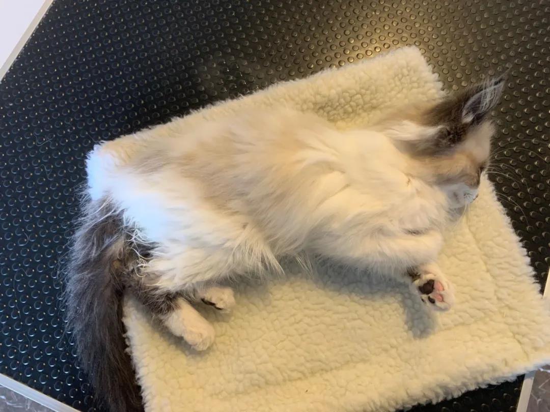 卡比猫粮事件,卡比无谷猫粮事件