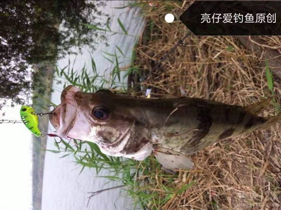 背上带毒刺的鱼,背上刺有毒的鱼