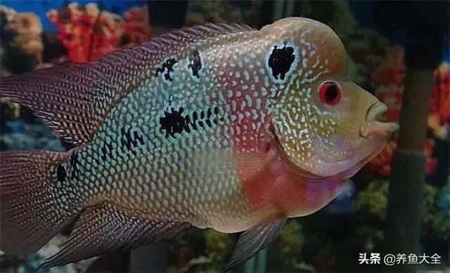 鱼缸水可以治疗鱼病吗,养鱼如何治鱼病