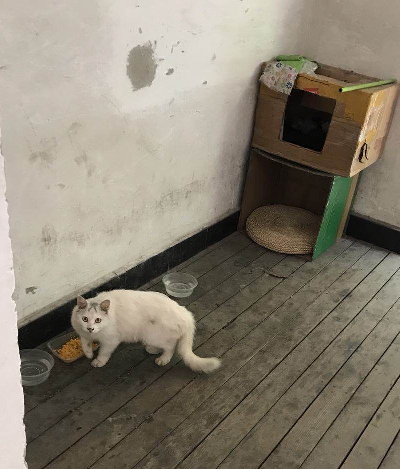 关于流浪动物救助的采访问题,流浪动物救助文章1000字