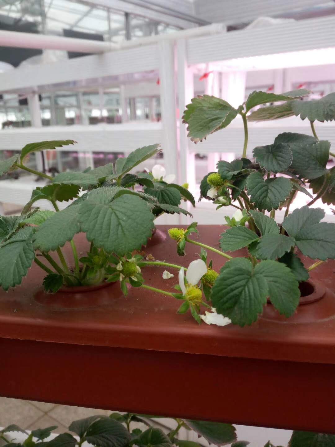 阳台种植草莓多结果的技术,阳台草莓矮小但长花苞怎么处理