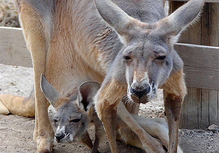 怀胎三年故事,怀胎四年的故事